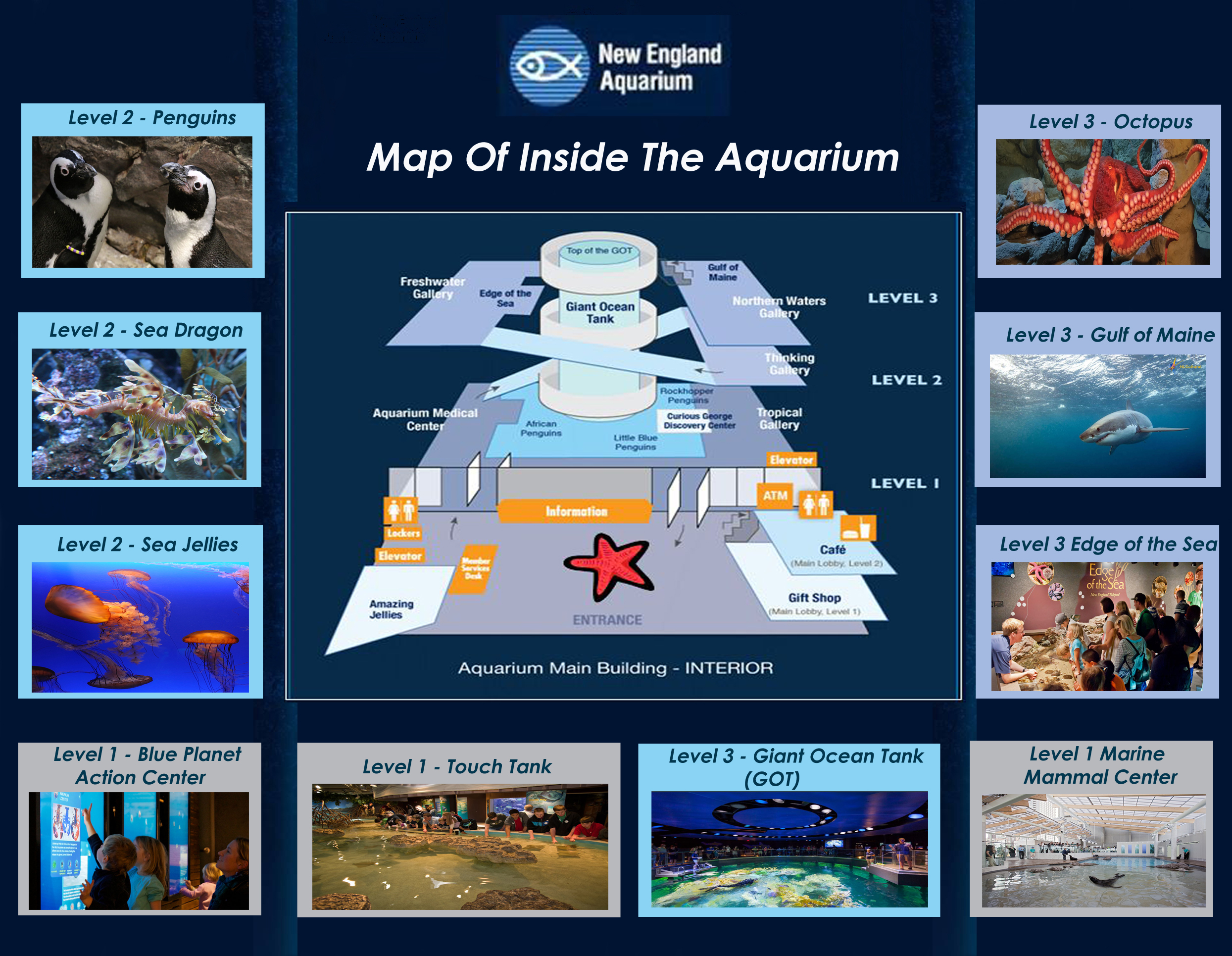 new england aquarium daily schedule pdf